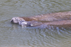manatee-couple